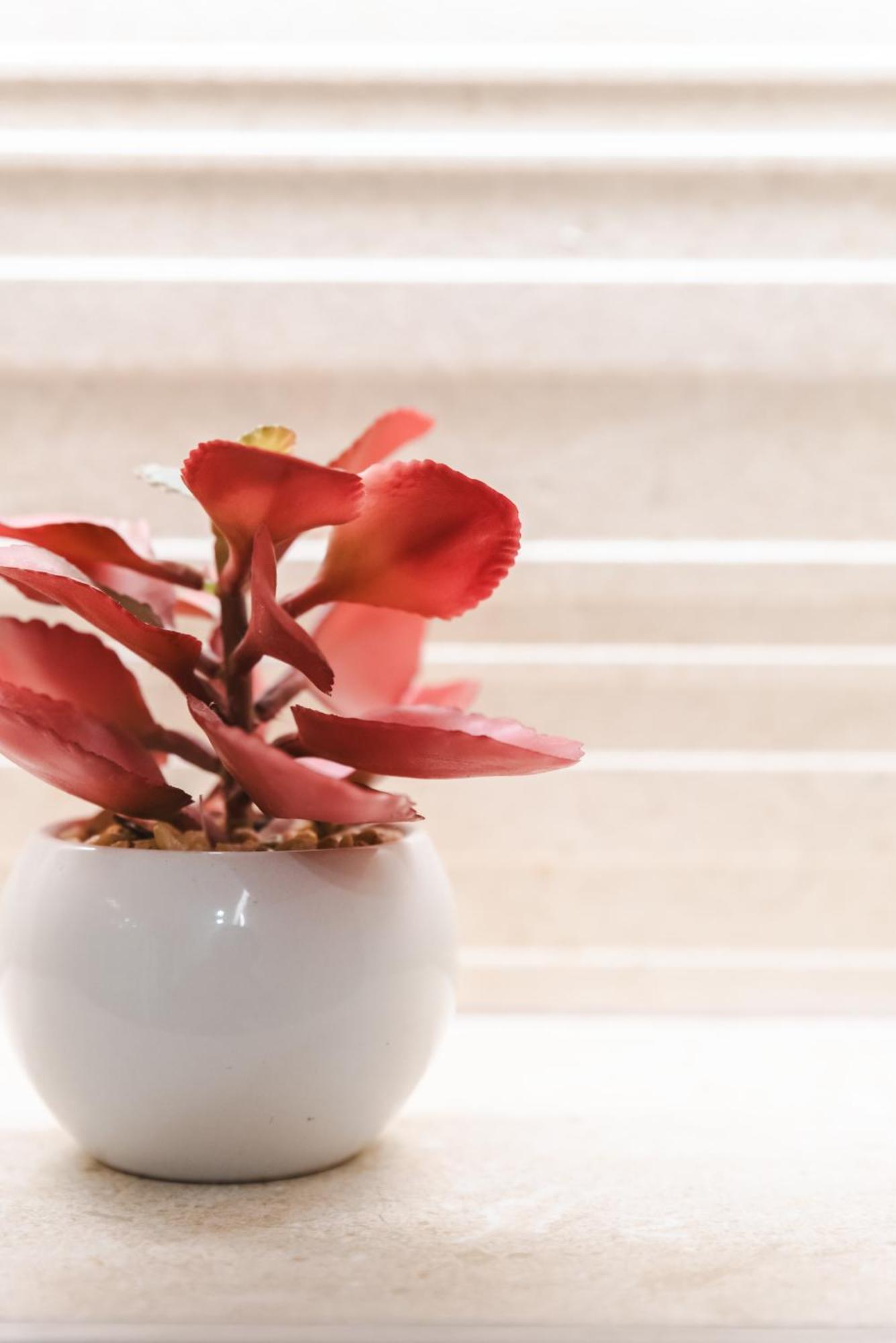 Borne Suites Ti By Mallorcasuites PMI Dış mekan fotoğraf